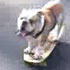 Skateboarding Dog
